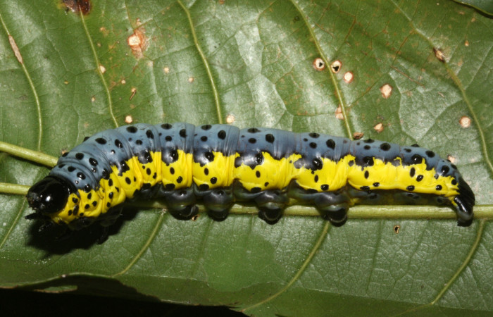 Fig. 1 Larva <i>Lobeza medina</i></i> (Notodontidae), vista lateral. Voucher 12-SRNP-40289- DHJ489228.jpg. 