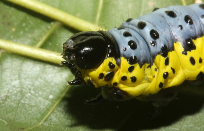 Fig. 3 Larva <i>Lobeza medina</i></i> (Notodontidae, vista lateral de la cabeza. Voucher 12-SRNP-40289- DHJ489229.jpg.
