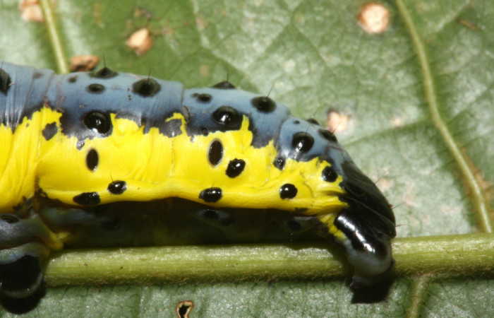 Fig. 4 Larva <i>Lobeza medina</i></i> (Notodontidae, vista parte trasera. Voucher 12-SRNP-40289- DHJ489230.jpg.