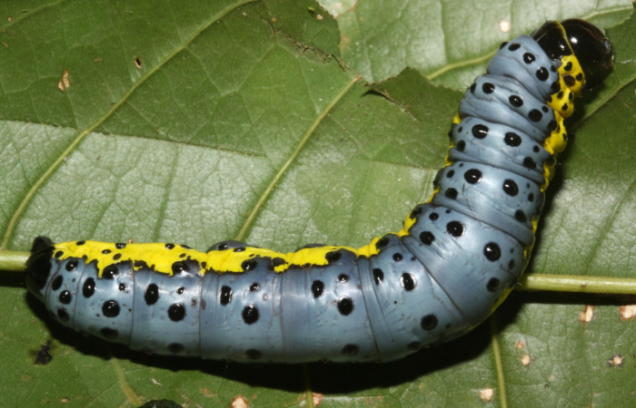 F ig. 2 Larva <i>Lobeza medina</i></i> (Notodontidae), vista dorsal. Voucher 12-SRNP-40289- DHJ489232.jpg.