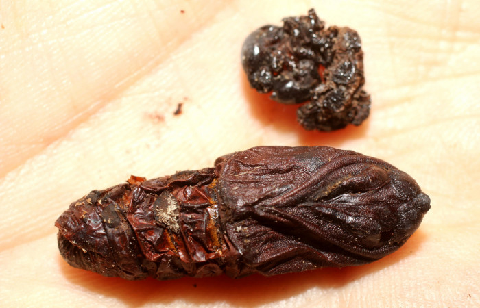 Fig. 8 Pupa <i>Lobeza medina</i></i> (Notodontidae), parasitada por <i>Eujuriniodes palliatus</i></i> moscas de la familia Tachinidae. Voucher 12-SRNP-40293-DHJ498805.jpg. 