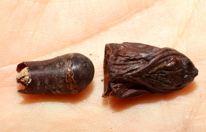Fig. 9 Corte de pupa <i>Lobeza medina</i></i> parasitada, junto a ella muestra un pupario de mosca parásita <i>Eujuriniodes palliatus</i></i> de la familia Tachinidae. Voucher 12- SRNP-40293-DHJ498808.jpg.