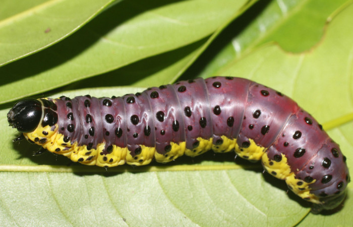Fig. 5 Prepupa <i>Lobeza medina</i></i> (Notodontidae), vista dorsal. Voucher 18-SRNP-89- DHJ704824.jpg 