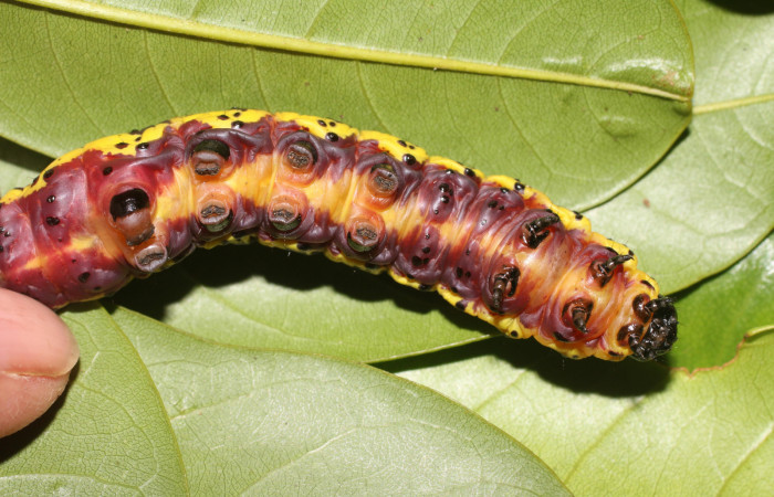 Fig. 6 Prepupa <i>Lobeza medina</i></i> (Notodontidae), vista ventral. Voucher 18-SRNP-89- DHJ704828.jpg 