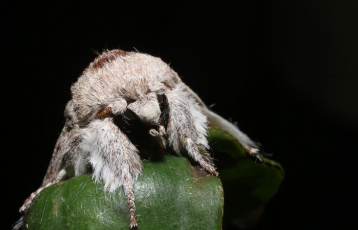 Fig. 12 Adulto de <i>Lobeza medina</i></i> en posición frontal. Voucher,18-SRNP-93-DHJ705450.jpg.