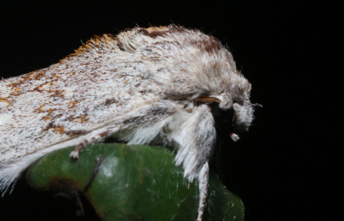 Fig. 10 Adulto de <i>Lobeza medina</i></i> en posición lateral. Voucher, 18-SRNP-93-DHJ705452.jpg.