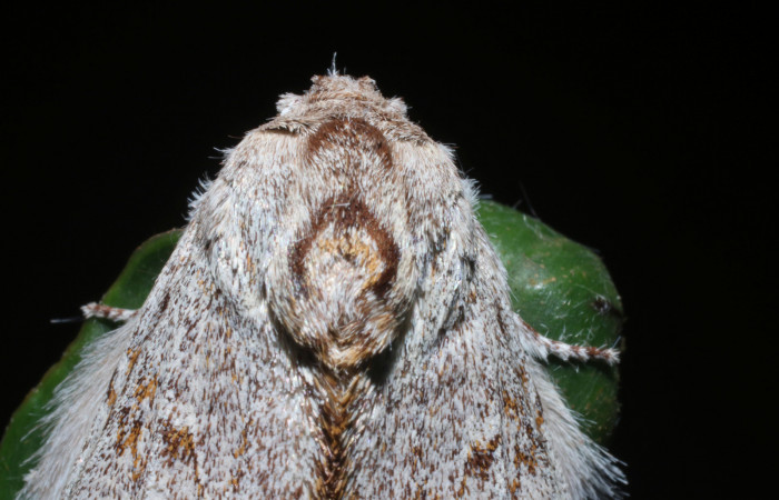 Fig. 11 Adulto de <i>Lobeza medina</i></i> en posición dorsal. Voucher, 18-SRNP-93-DHJ705452.jpg.