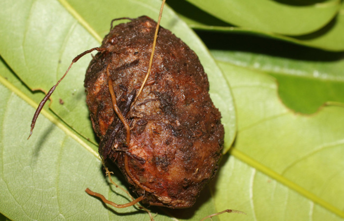 Fig. 7 Capullo de <i>Lobeza medina</i></i> (Notodontidae). Voucher 18- SRNP-95-DHJ704830.jpg