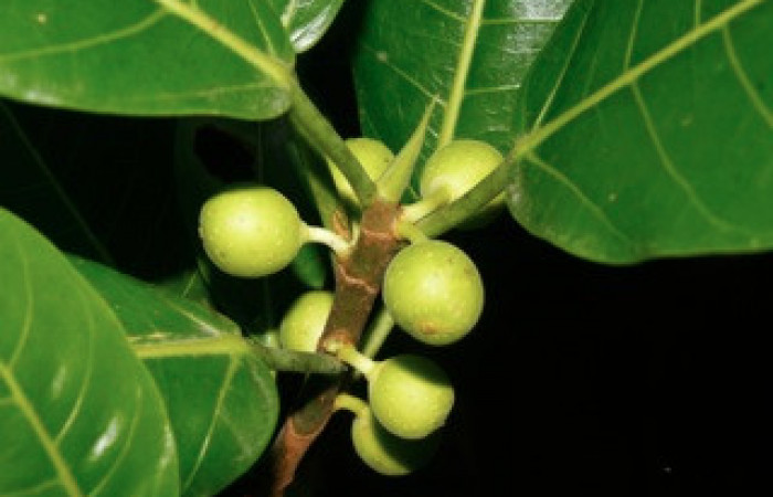 Fig. 11 Frutos <i>Ficus crocata</i></i> (introducido) (Moraceae). Casona Santa Rosa, Sector Santa Rosa, 295 m.