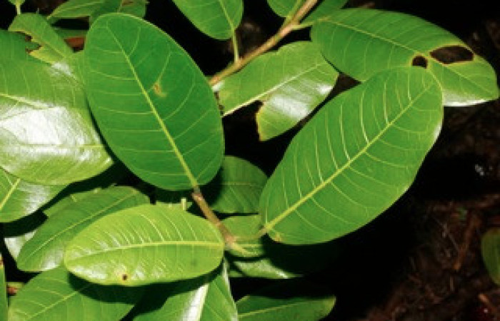 Fig. 12 Hojas <i>Ficus crocata</i></i> (introducido) (Moraceae). Casona Santa Rosa, Sector Santa Rosa, 295 m.