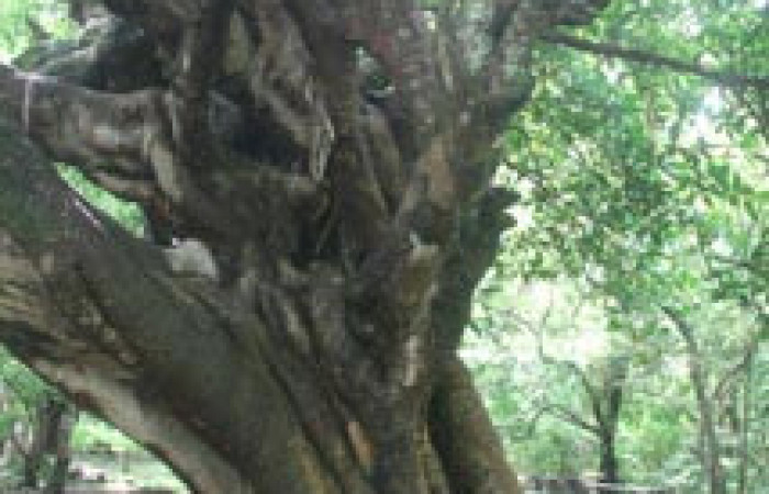 Fig. 13 Corteza <i>Ficus crocata</i></i> (introducido) (Moraceae). Casona Santa Rosa, Sector Santa Rosa, 295 m.