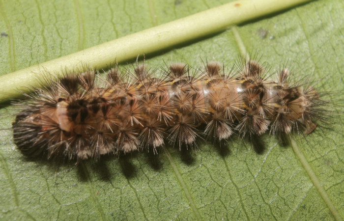 Fig. 3 Larva lateral entero <i>Eucereon pilati</i></i> (Erebidae) mide 30mm. Pochote, Sector Rincon Rain Forest, 150 m. 18-SRNP-45854-DHJ718982.jpg.