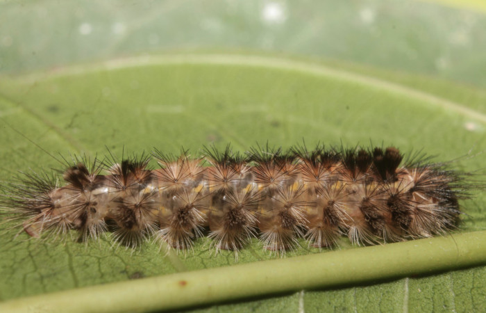 Fig. 4 larva lateral entero <i>Eucereon pilati</i></i> (Erebidae) mide 30mm. Pochote, Sector Rincon Rain Forest, 150 m. 150 m, 18-SRNP-45854-DHJ718984.jpg
