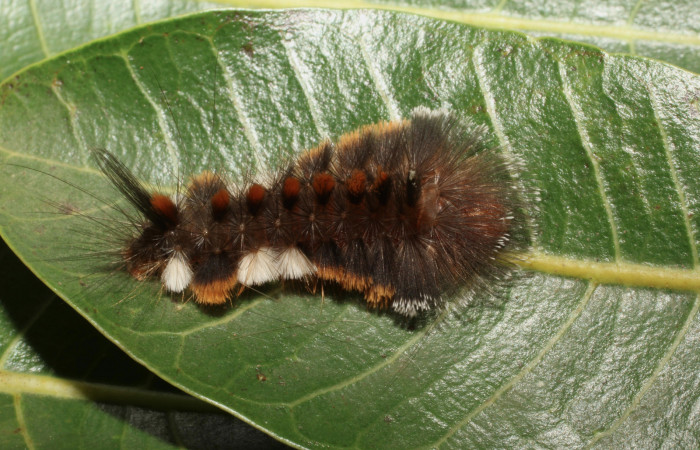 Fig. 5 Larva dorsal entero <i>Eucereon pilati</i></i> (Erebidae) mide 30mm. Gallinaso, Sector Brasilia, 360 m, 18-SRNP-65377-DHJ488558.JPG