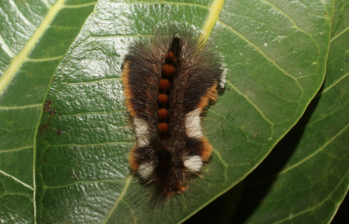Fig. 6 Larva dorsal entero <i>Eucereon pilati</i></i> (Erebidae) mide 30mm. Gallinaso, Sector Brasilia, 360 m,, 295 m, 18-SRNP-65377-DHJ488559.JPG