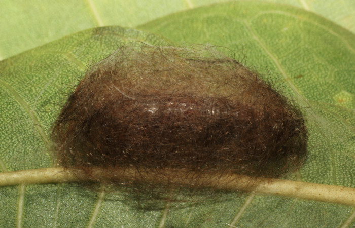 Fig. 7 Capullo <i>Eucereon pilati</i></i> (Erebidae) mide 30mm. Gallinazo, Sector Brasilia, 360 m. 18-SRNP-65410-DHJ488608.JPG