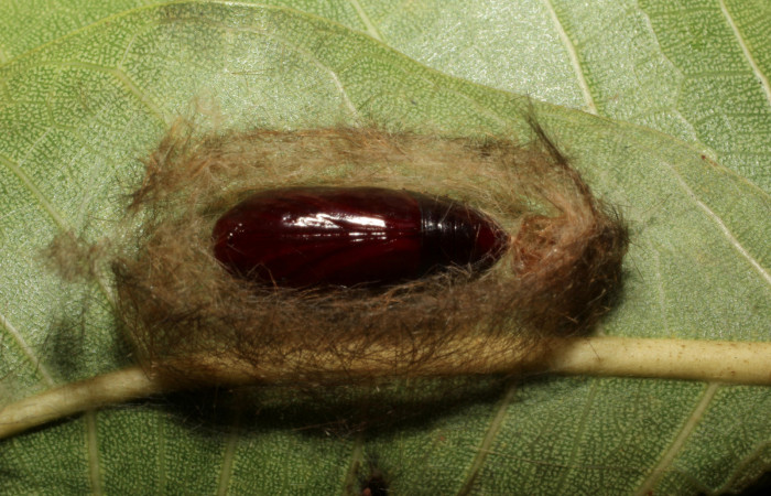 Fig. 8 Capullo <i>Eucereon pilati</i></i> (Erebidae) mide 30mm. Gallinazo, Sector Brasilia, 360 m, 18-SRNP-65410-DHJ488610.JPG