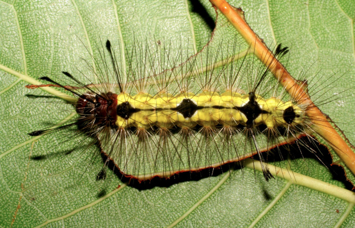 Fig. 9 Larva <i>Eucereon xanthura</i></i> (Erebidae) mide 43mm. Gallinazo, Sector Brasilia, 360 m, 06-SRNP-17308-DHJ411543.jpg