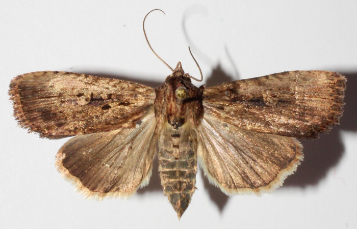 Fig.1. Adulto de <i>Perigea agnonia</i></i>. Hembra 35mm de longitud vista dorsal. Voucher : 14-SRNP-80078-DHJ903592.jpg. 