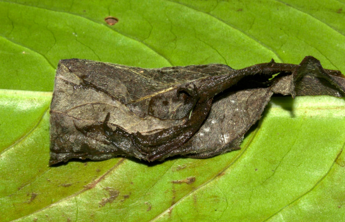 Fig.10. Capullo de <i>Perigea agnonia</i></i>. Mide 40mm de longitud. Voucher : 19-SRNP-30127-DHJ749076.jpg.