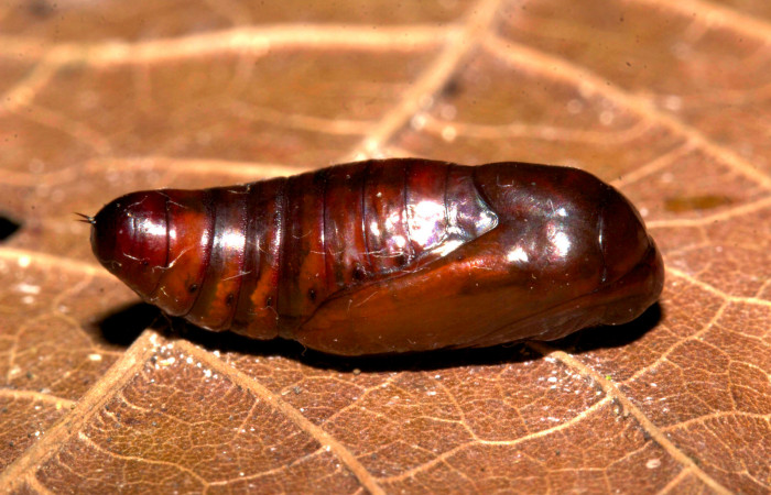 Fig.11. Pupa de <i>Perigea agnonia</i></i>. Mide 15mm de longitud. Voucher : 19-SRNP-30127-DHJ749077.jpg.
