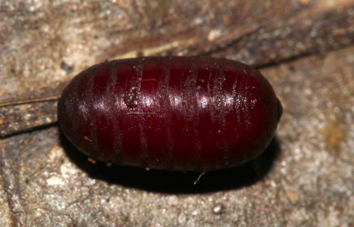 Fig.13. Pupario parásito de la familia (Tachinidae), mide 8mm de longitud, en <i>Perigea agnonia</i></i>. Voucher : 19-SRNP-31354-DHJ766203.jpg.