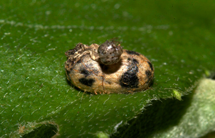 Fig.14. Capullo del parásito de la familia (Ichneumonidae), mide 11mm de longitud. en <i>Perigea agnonia</i></i>. Voucher : 19-SRNP-30331-DHJ749467.jpg.