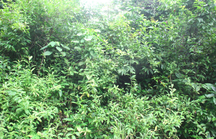 Fig.15. Planta hospedera de <i>Perigea agnonia</i></i>, <i>Lepidaploa tortuosa</i></i> (Asteraceae).