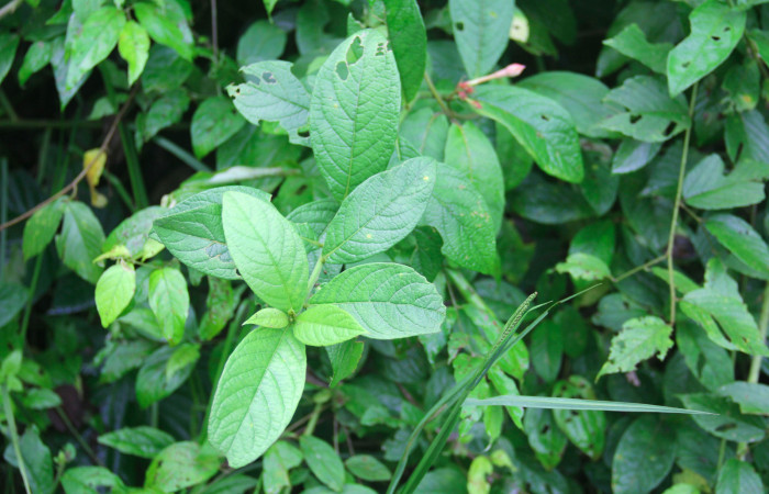 Fig.16. Planta hospedera de <i>Perigea agnonia</i></i>, <i>Lepidaploa tortuosa</i></i> (Asteraceae).