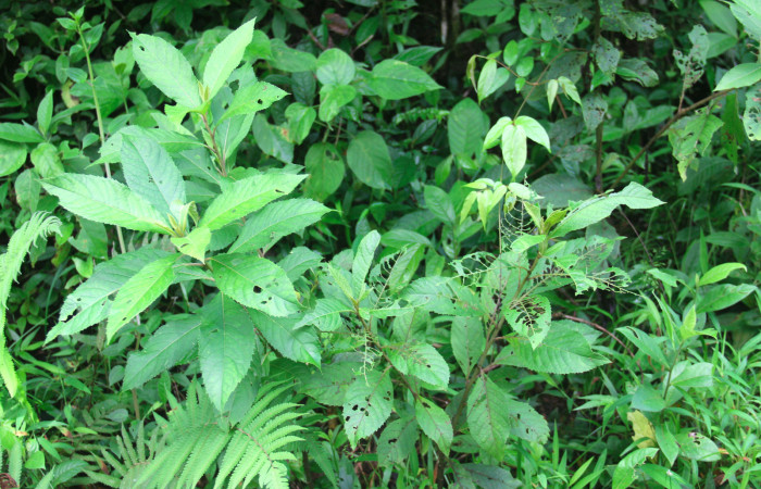 Fig.17. Planta hospedera de <i>Perigea agnonia</i></i>, <i>Lepidaploa patens</i></i> (Asteraceae).