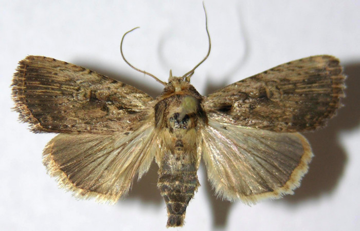 Fig.2. Adulto de <i>Perigea agnonia</i></i>. Macho 36mm de longitud vista dorsal. Voucher : 11-SRNP-44757-DHJ595131.jpg.