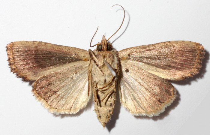 Fig.3. Adulto de <i>Perigea agnonia</i></i>. Hembra 35mm de longitud vista ventral. Voucher : 14-SRNP-80078-DHJ903593.jpg.