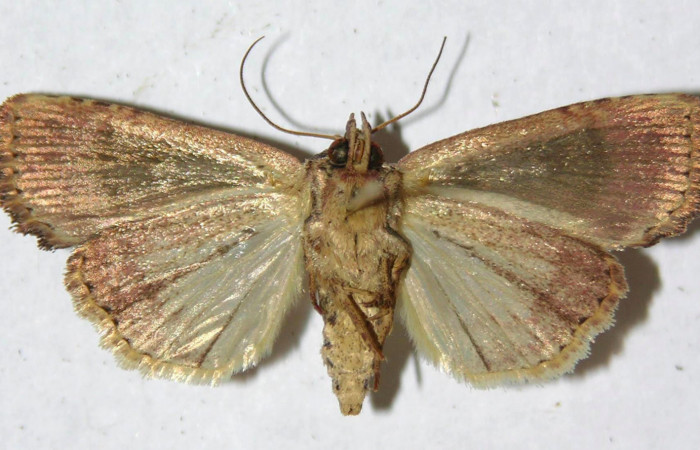 Fig.4. Adulto de <i>Perigea agnonia</i></i>. Macho 36mm de longitud vista ventral. Voucher : 11-SRNP-44757-DHJ595130.jpg.