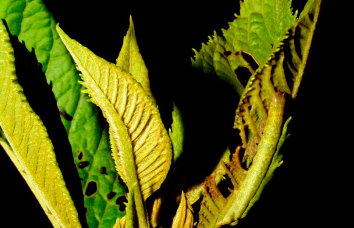 Fig.5. Larva de <i>Perigea agnonia</i></i>, en penúltimo estadío. Mide 18mm de longitud. Voucher : 07-SRNP-30438-DHJ418554.jpg.