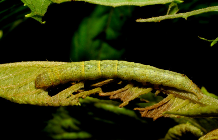 Fig.6. Larva de <i>Perigea agnonia</i></i>, penúltimo estadío. Mide 18mm de longitud. Voucher : 07-SRNP-30438-DHJ418556.jpg.