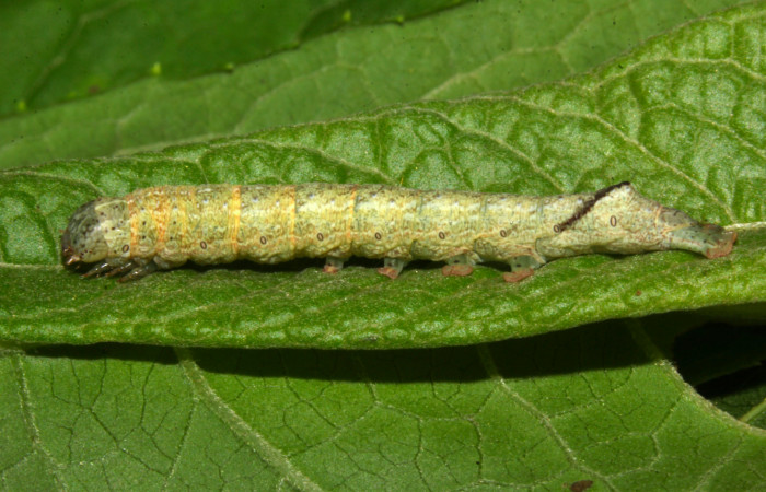 Fig.7. Larva de <i>Perigea agnonia</i></i>, en penúltimo estadío .  Mide 27mm de longitud. Voucher : 19-SRNP-30042-DHJ748610.jpg.