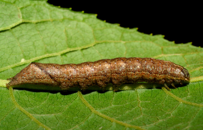 Fig.8. Larva de <i>Perigea agnonia</i></i>, en último estadío. Mide 37mm de longitud. Voucher : 07-SRNP-31655-DHJ419947.jpg.