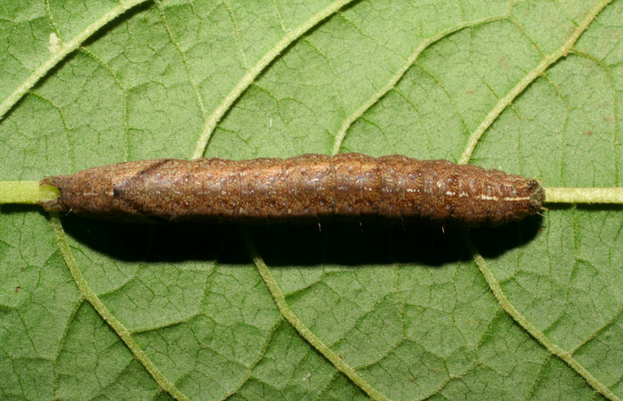 Fig.9. Larva de <i>Perigea agnonia</i></i>, en último estadío. Mide 37mm de longitud. Voucher : 07-SRNP-31655-DHJ419948.jpg.