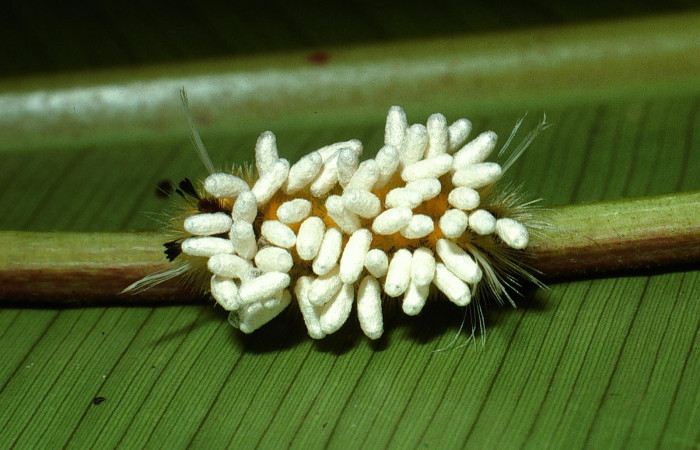 Fig. 15. Capullos vivos de <i>Cotesia</i></i> Whitfield27 adheridos a piel de <i>Lophocampa maroniensis</i></i> (Erebidae), hospedero que a un se encuentra vivo. (03-SRNP-11917-DHJ76024.jpg).
