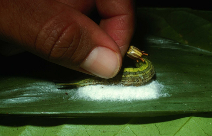 Fig. 17. Capullos de <i>Cotesia</i></i> Whitfield20 (Braconidae), y <i>Opsiphanes quiteria</i></i> (Nymphalidae), al momento de ser tocada reacciona en defensa de sus capullos. (03-SRNP-21155-DHJ78494.jpg).