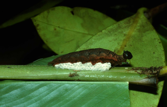 Fig. 16. Capullos <i>Cotesia</i></i> Whitfield11 (Braconidae), y <i>Pierella incanescens</i></i> (Nymphalidae), cuidando capullos como parte suya. (03-SRNP-8532-DHJ77909.jpg).