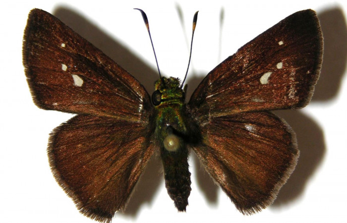 Fig. 12. <i>Psoralis</i></i> Janzen38 (Hesperiidae), adulto. Area de Conservación Guanacaste, Sector Cacao, Sendero Cima. Vista dorsal. (04-SRNP-35437-DHJ306276).