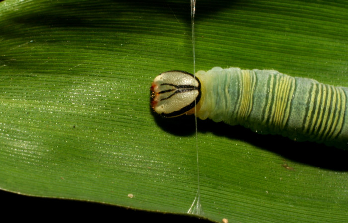 Fig. 8. <i>Psoralis</i></i> Janzen38 (Hesperiidae), larva último estadio. Area de Conservación Guanacaste, Sector Cacao, Sendero Cima. En esta imagen se puede observar la seda que ella misma produce y que pega de un lado a otro en la hoja de zacate, para hacer su casa. (06-SRNP-35200-DHJ413687.jpg).