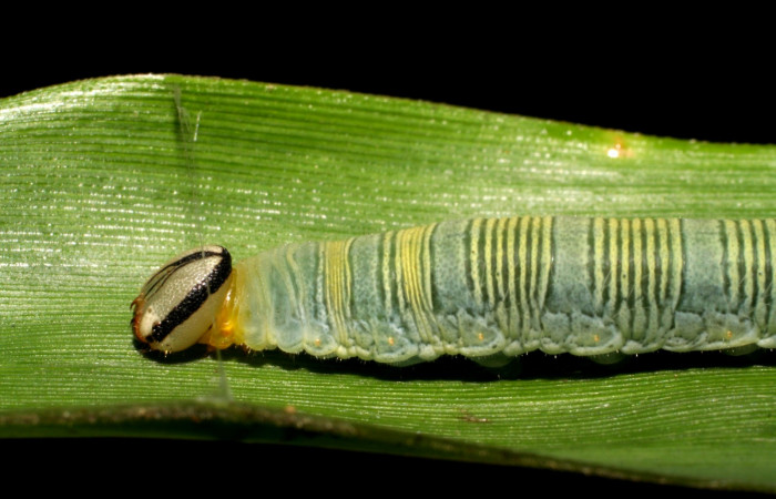 Fig. 6. <i>Psoralis</i></i> Janzen38 (Hesperiidae), larva último estadio. Area de Conservación Guanacaste, Sector Cacao, Sendero Cima. Vista lateral de la cabeza. (06-SRNP-35200-DHJ413692.jpg).