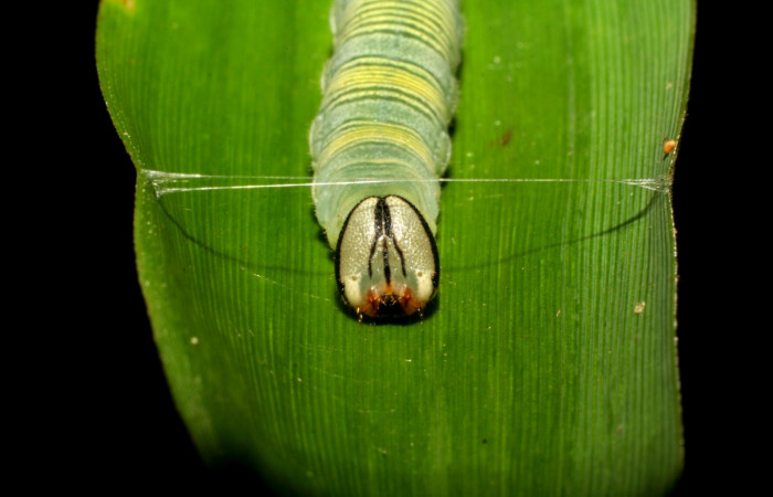 Fig. 7. <i>Psoralis</i></i> Janzen38 (Hesperiidae), larva último estadio. Area de Conservación Guanacaste, Sector Cacao, Sendero Cima. Vista frontal. (06-SRNP-35200-DHJ413693.jpg).