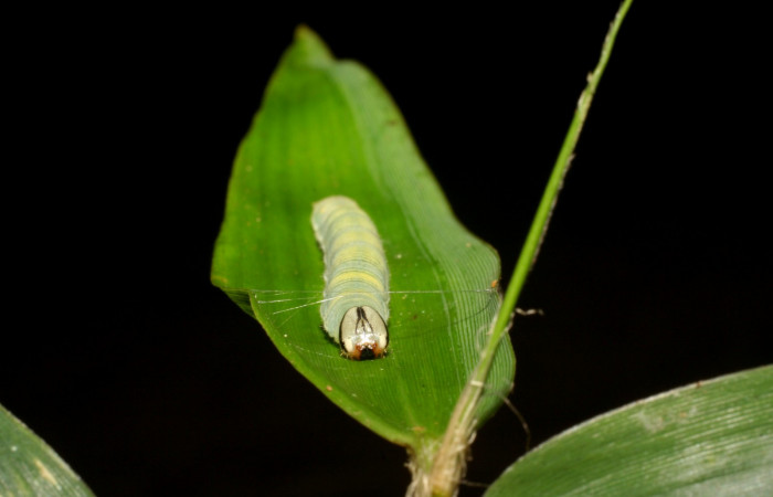 Fig. 9. <i>Psoralis</i></i> Janzen38 (Hesperiidae), larva último estadio. Area de Conservación Guanacaste, Sector Cacao, Sendero Cima. (06-SRNP-35200-DHJ413694.jpg).