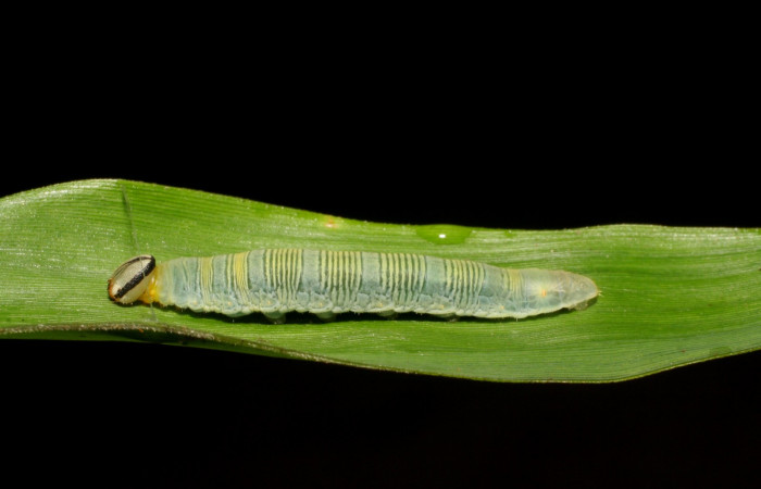 Fig. 5. <i>Psoralis</i></i> Janzen38 (Hesperiidae), larva último estadio. Area de Conservación Guanacaste, Sector Cacao, Sendero Cima. Vista lateral. (06-SRNP-35200-DHJ413695.jpg).