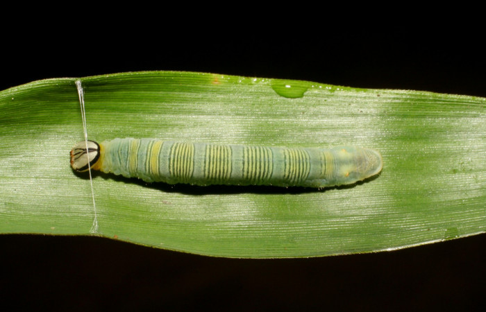 Fig. 11. <i>Psoralis</i></i> Janzen38 (Hesperiidae), larva último estadio. Area de Conservación Guanacaste, Sector Cacao, Sendero Cima. (06-SRNP-35200-DHJ413696.jpg).