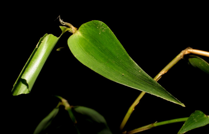 Fig. 4. hespJanzen01 Janzen38 (Hesperiidae), casita de larva, en <i>Rhipidocladum pittieri</i></i> (Poaceae). (06-SRNP-35223-DHJ413736.jpg).