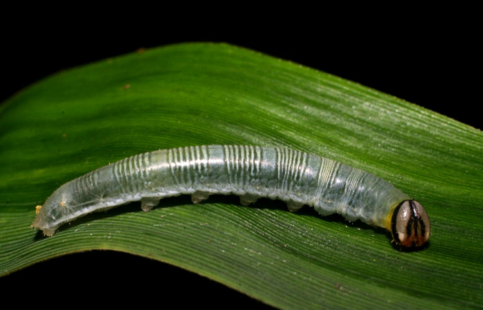 Fig. 10. <i>Psoralis</i></i> Janzen38 (Hesperiidae), larva penúltimo estadio. Area de Conservación Guanacaste, Sector Cacao, Sendero Cima. (07-SRNP-35026-DHJ418764.jpg).